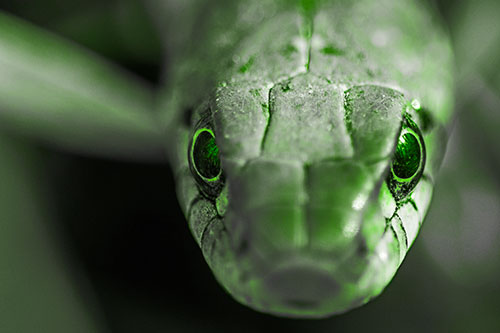 Curious Garter Snake Makes Direct Eye Contact (Green Tone Photo)