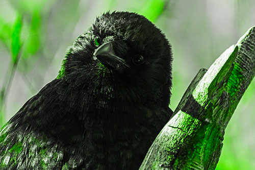 Curious Head Tilting Crow Perched Among Tree Branch (Green Tone Photo)