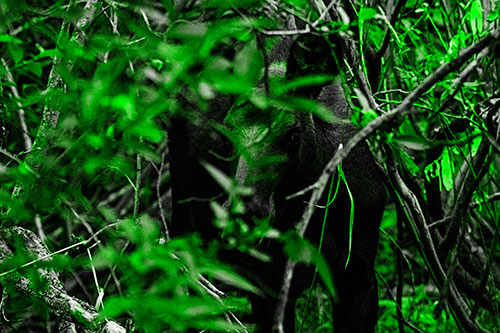 Curious Moose Looking Around (Green Tone Photo)