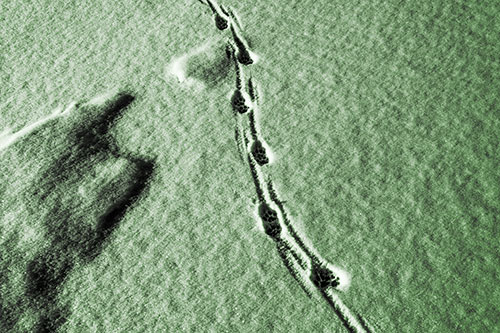 Curving Animal Footprint Trail Dragging Along Snow (Green Tone Photo)