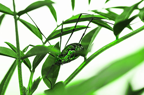 Daddy Longlegs Harvestmen Spider Crawling Down Plant Stem (Green Tone Photo)