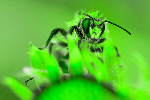 Damp Honey Bee Crawling Over Blanket Flower (Green Tone)