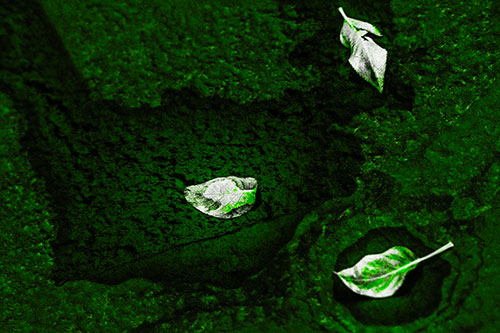 Damp Leaf Face Rests Atop Wet Desiccating Pavement (Green Tone)