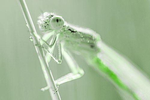 Damselfly Clamping Onto Grass Blade (Green Tone)