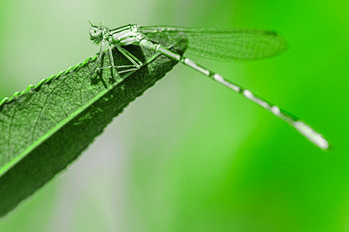 Damselfly Clamping Onto Leaf Petal Edge (Green Tone)