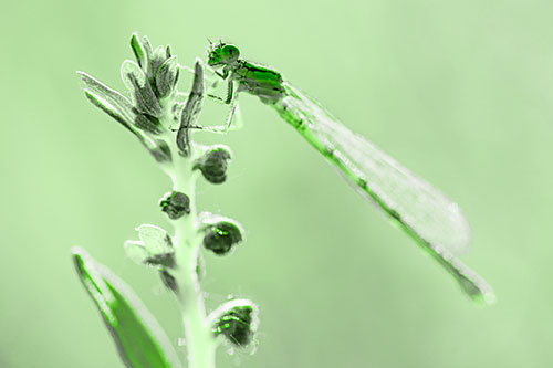 Damselfly Clings Ahold Plant Top (Green Tone)