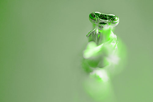 Damselfly Embraces Grass Blade Among Sunlight (Green Tone)