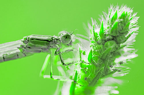 Damselfly Perched Among Fuzzy Plant (Green Tone)