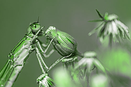 Damselfly Rubbing Eye Among Horseweeds (Green Tone)