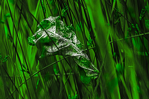 Dead Decayed Leaf Rots Among Reed Grass (Green Tone Photo)