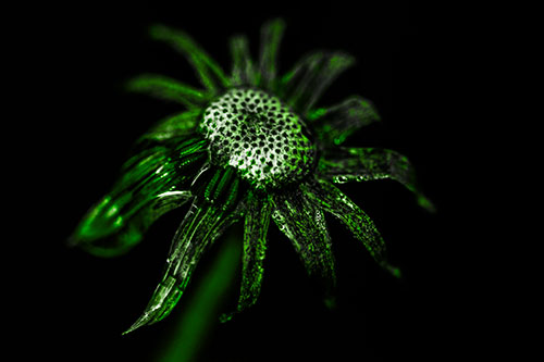 Dead Dewy Rotting Salsify Flower (Green Tone Photo)