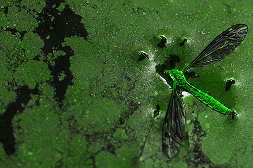 Dead Floating Crane Fly Partly Submerged Among Oily Water (Green Tone)