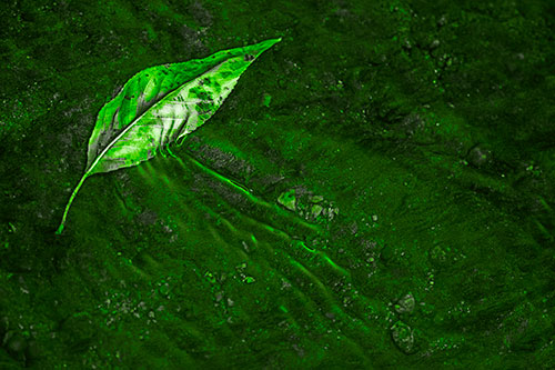 Dead Floating Leaf Creates Shallow Water Ripples (Green Tone Photo)