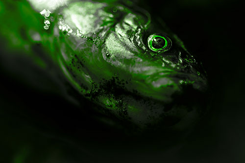 Dead Freshwater Whitefish Washed Ashore (Green Tone)