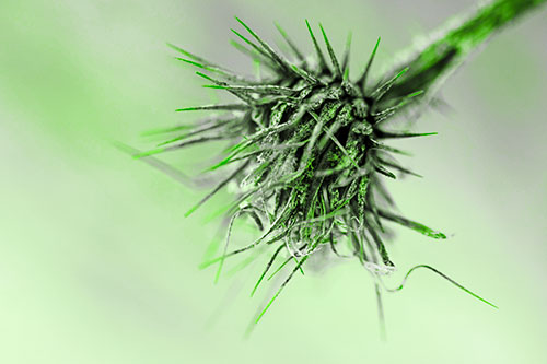 Dead Frigid Spiky Salsify Flower Withering Among Cold (Green Tone Photo)