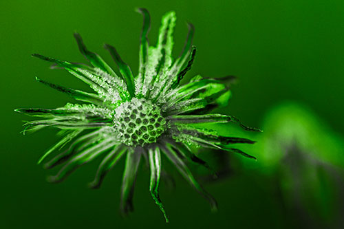 Dead Frozen Ice Covered Aster Flower (Green Tone Photo)