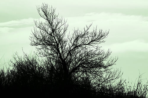 Dead Leafless Tree Standing Tall (Green Tone Photo)
