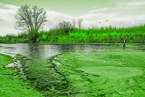 Dead Trees Surround Ice Melting River (Green Tone)