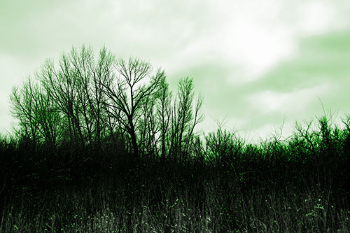 Dead Winter Tree Clusters Among Tall Grass (Green Tone Photo)