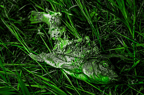 Decaying Salmon Fish Rotting Among Grass (Green Tone Photo)