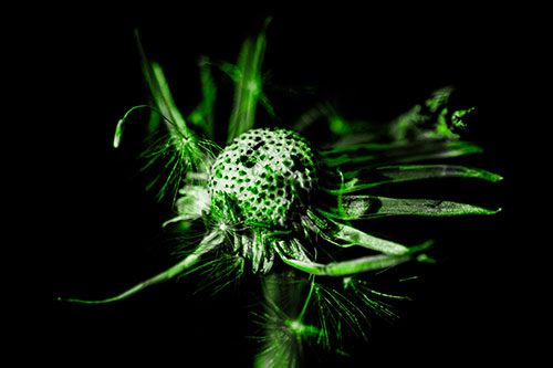 Decaying Seed Toothed Dandelion Creature (Green Tone)