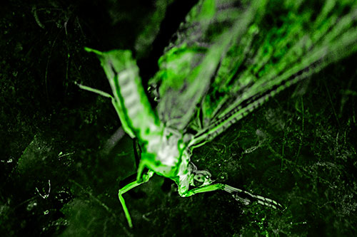 Deceased Mayfly Floating Atop Shallow River Shore (Green Tone)