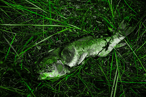 Deceased Salmon Fish Rotting Among Grass (Green Tone Photo)