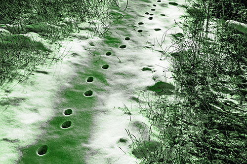 Deep Snow Animal Footprint Markings (Green Tone Photo)