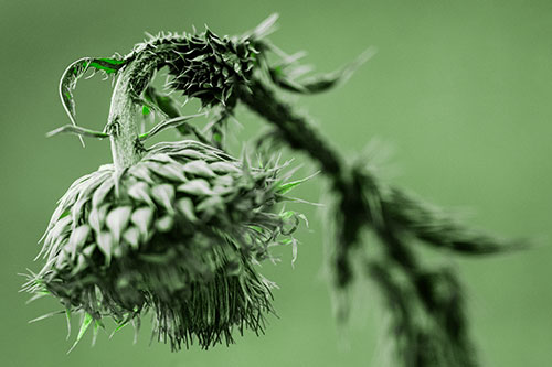 Depressed Slouching Thistle Dying From Thirst (Green Tone Photo)