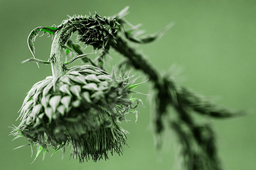 Depressed Slouching Thistle Dying From Thirst (Green Tone)