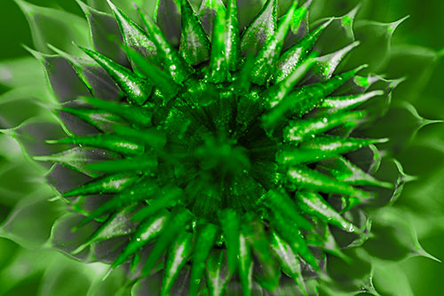 Dew Drops Cover Blooming Thistle Head (Green Tone Photo)