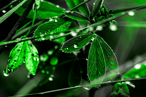 Dew Water Droplets Clutching Onto Leaves (Green Tone Photo)