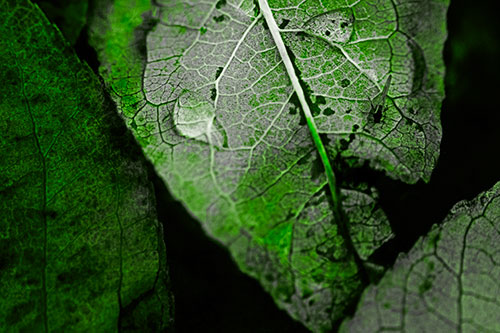 Dewy Eyed Leaf Face Cringing Towards Bug (Green Tone)