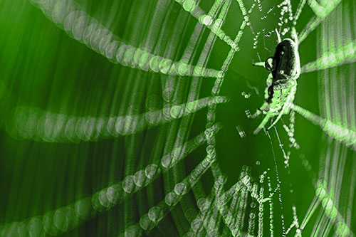 Dewy Orb Weaver Spider Hangs Among Web (Green Tone Photo)