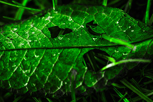 Dewy Pierced Leaf Face Screaming Among Grass Blades (Green Tone)