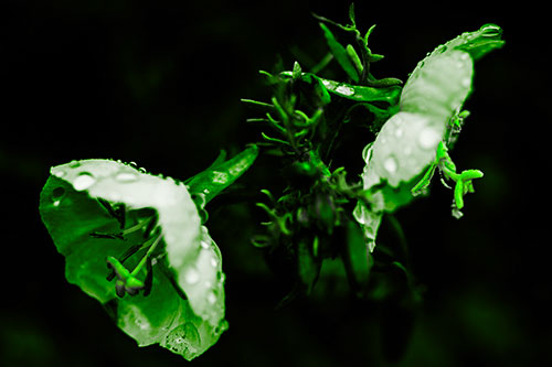 Dewy Primrose Flowers After Rainfall (Green Tone Photo)