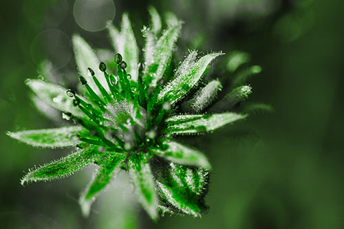Dewy Spiked Sempervivum Flower (Green Tone Photo)