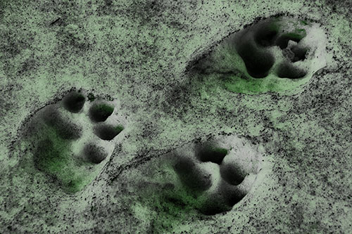 Dirty Dog Footprints In Snow (Green Tone Photo)