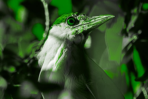 Dirty Faced Black Crowned Night Heron (Green Tone Photo)