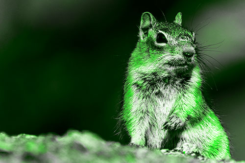 Dirty Nosed Squirrel Atop Rock (Green Tone Photo)