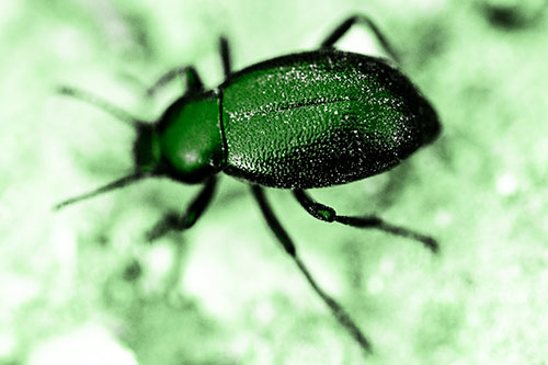 Dirty Shelled Beetle Among Dirt (Green Tone Photo)