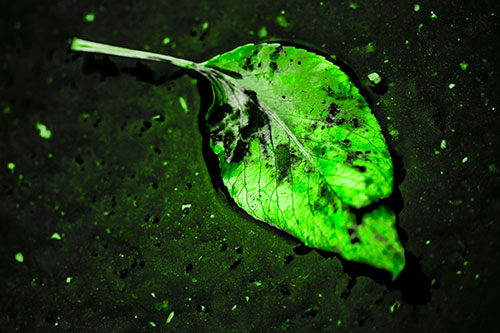 Distressed Rotting Leaf Face Among Wet Pavement (Green Tone)