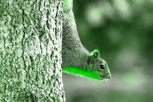 Downward Squirrel Yoga Tree Trunk (Green Tone Photo)
