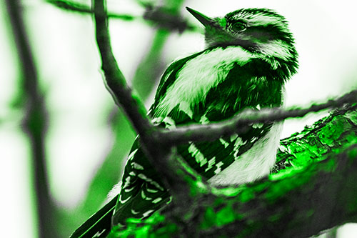 Downy Woodpecker Twists Head Backwards Atop Branch (Green Tone Photo)