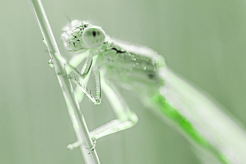 Dragonfly Clamping Onto Grass Blade (Green Tone Photo)