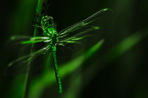 Dragonfly Grabs Ahold Grass Blade (Green Tone)