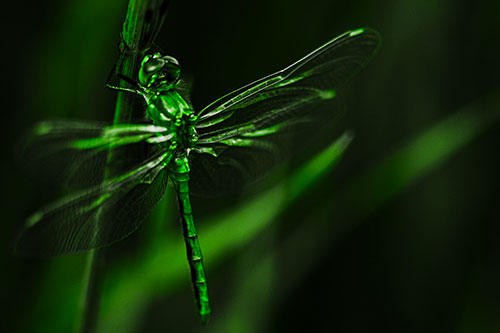 Dragonfly Grabs Ahold Grass Blade (Green Tone Photo)