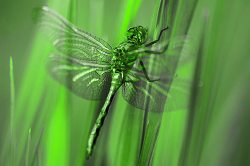 Dragonfly Grabs Grass Blade Batch (Green Tone Photo)