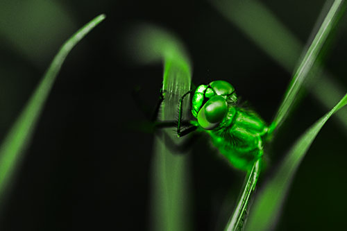 Dragonfly Hugging Grass Blade Tightly (Green Tone Photo)
