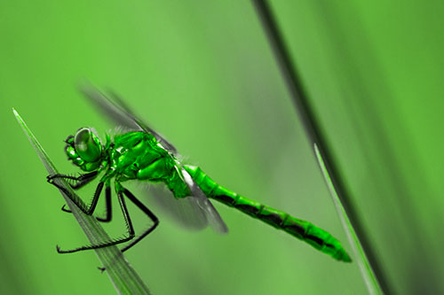 Dragonfly Perched Atop Sloping Grass Blade (Green Tone Photo)